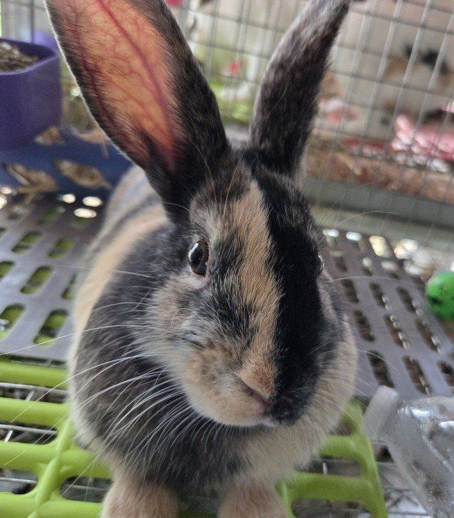 Japanese Harlequin Bunny Rabbit Junior Buck