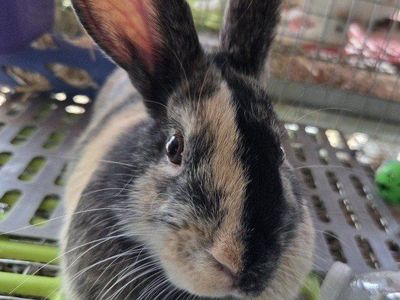 Japanese Harlequin Bunny Rabbit Junior Buck