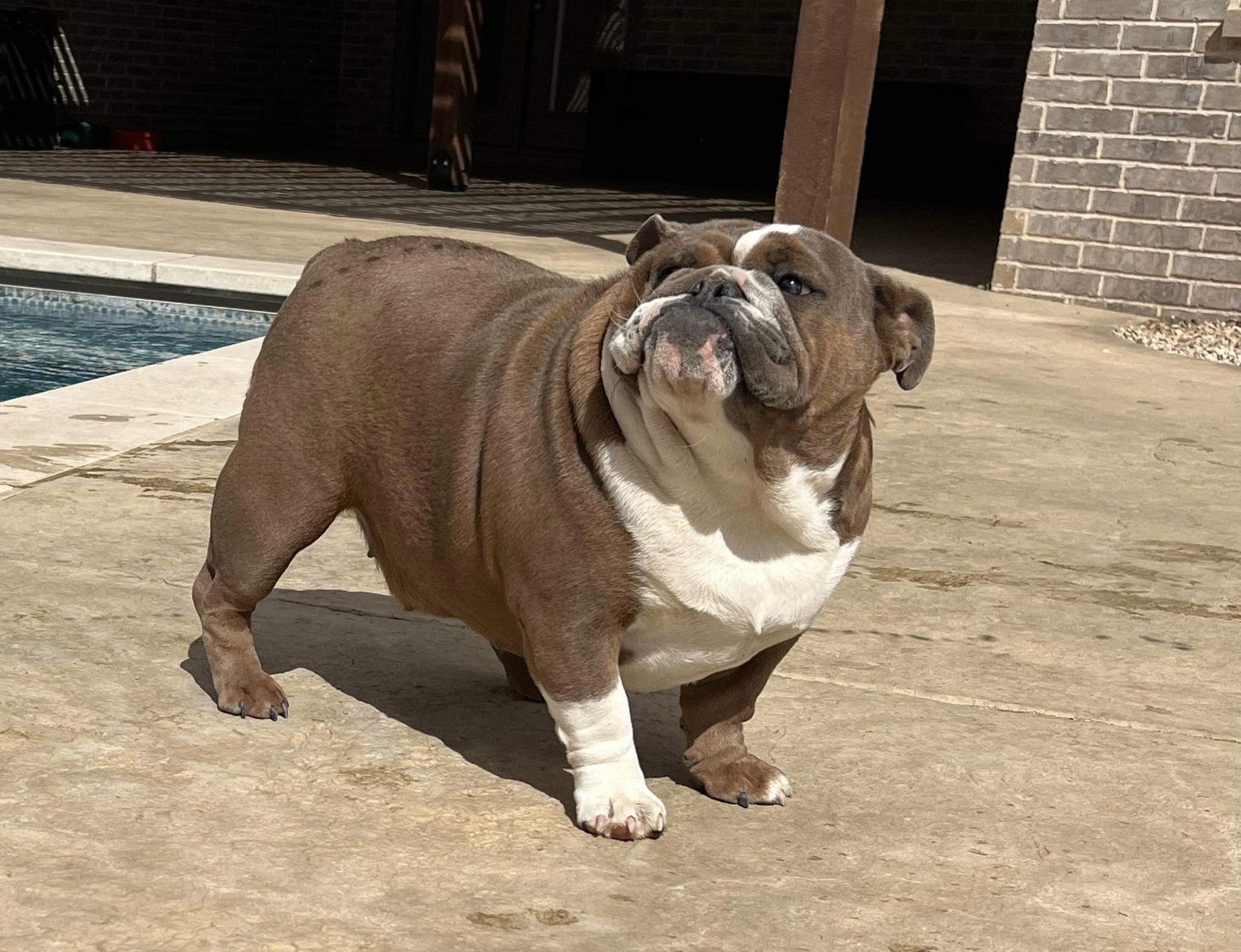 4 yr old English Bulldog Female