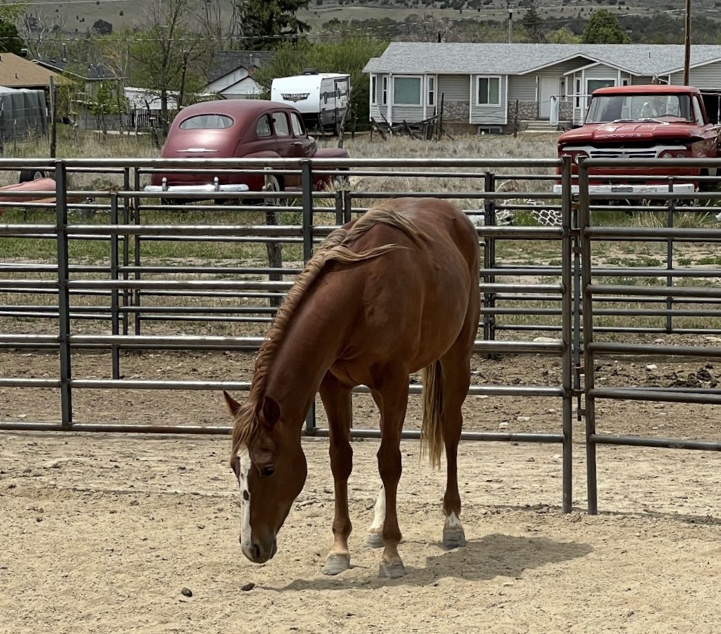 Yearling Mare