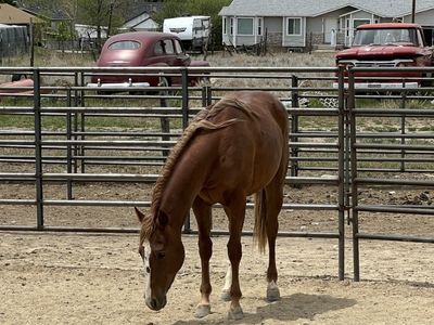 Yearling Mare