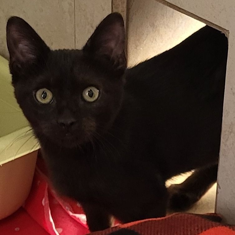 Hello my name is Forge