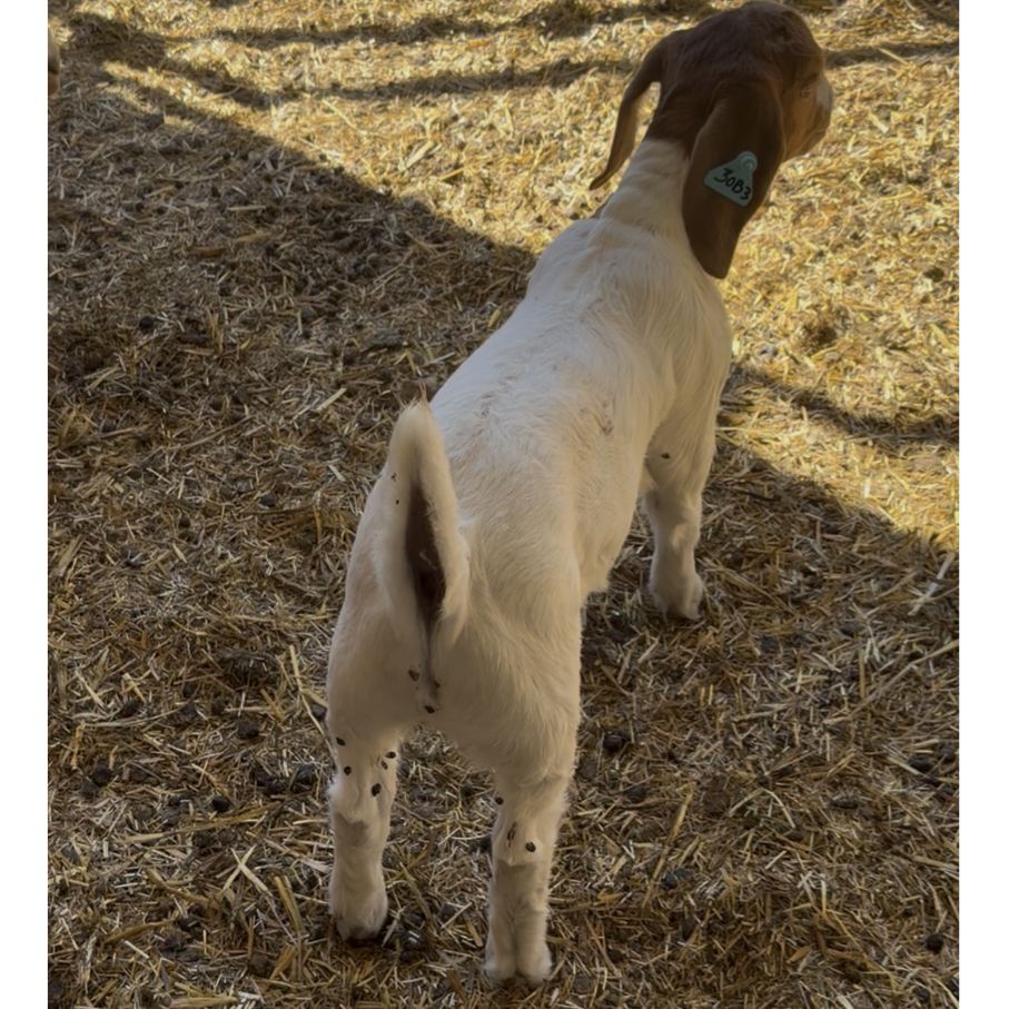 Show Wether - tag 30b3