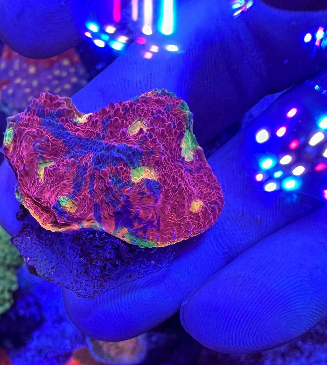 SC Dynamite Rainbow Chalice