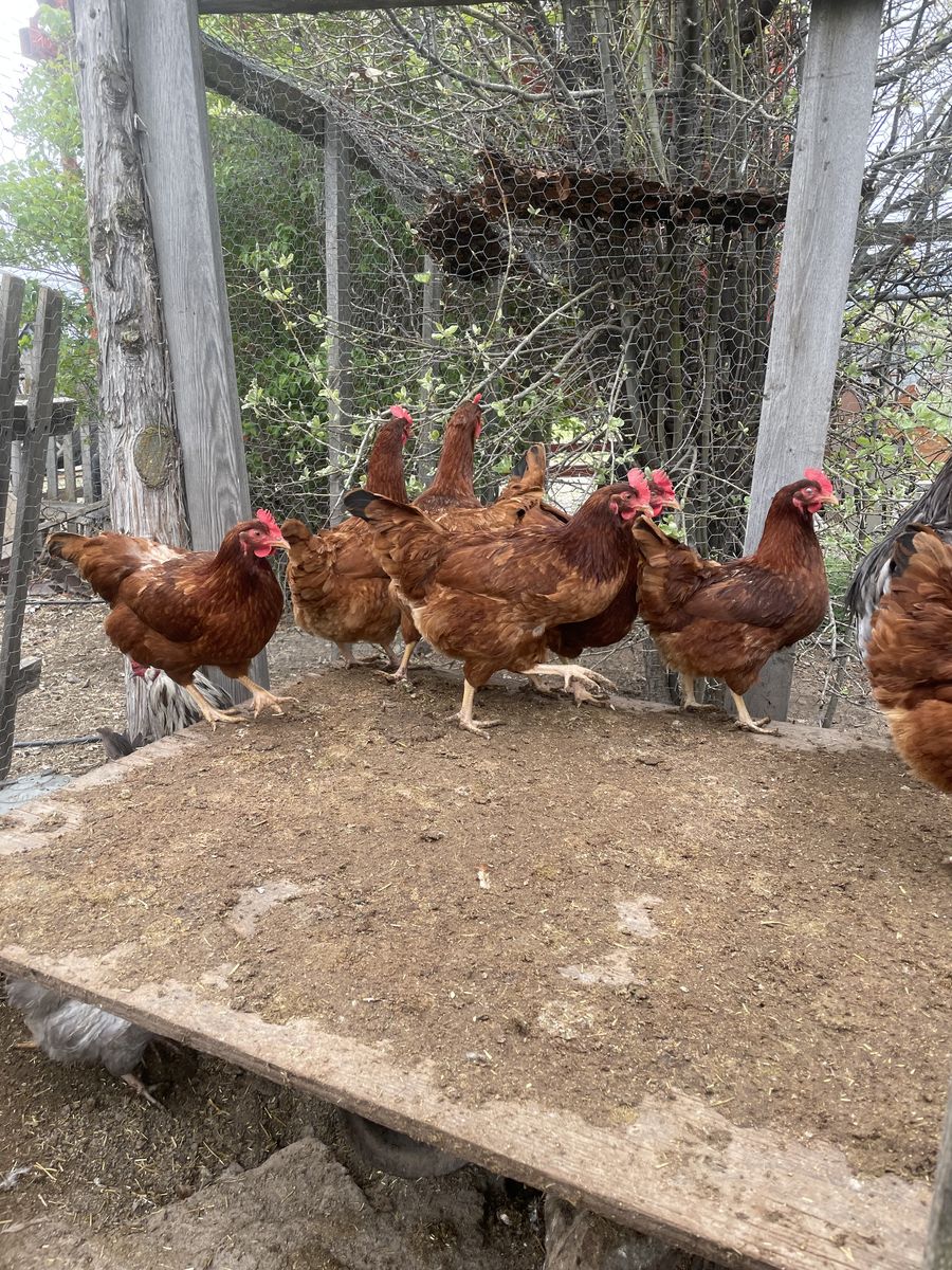 Young Red Star Laying Hens