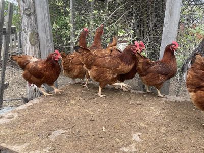 Young Red Star Laying Hens