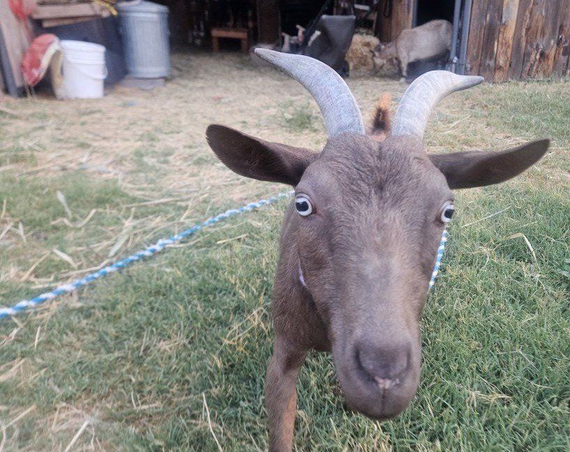 3 goats: Doe in milk and 2 babies
