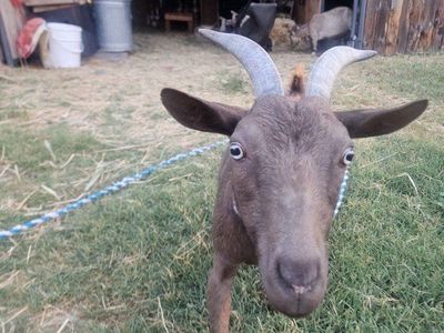 3 goats: Doe in milk and 2 babies