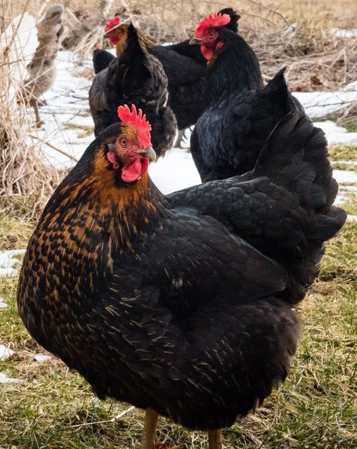 Female Black Sex-link chicks