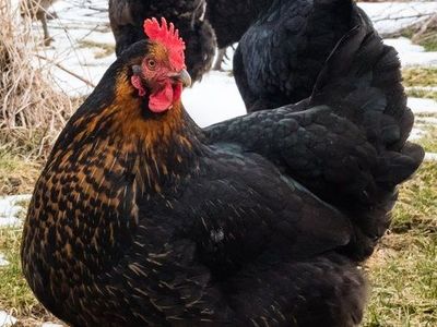 Female Black Sex-link chicks