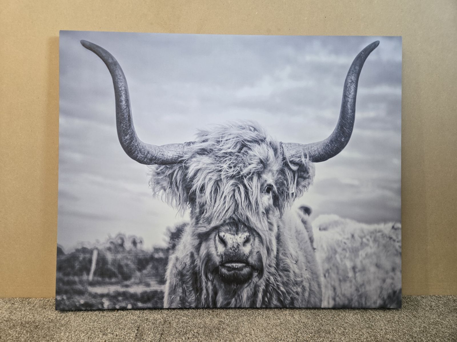 Longhorn print on Wrapped Canvas 30" w x 24" h