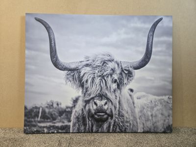 Longhorn print on Wrapped Canvas 30" w x 24" h
