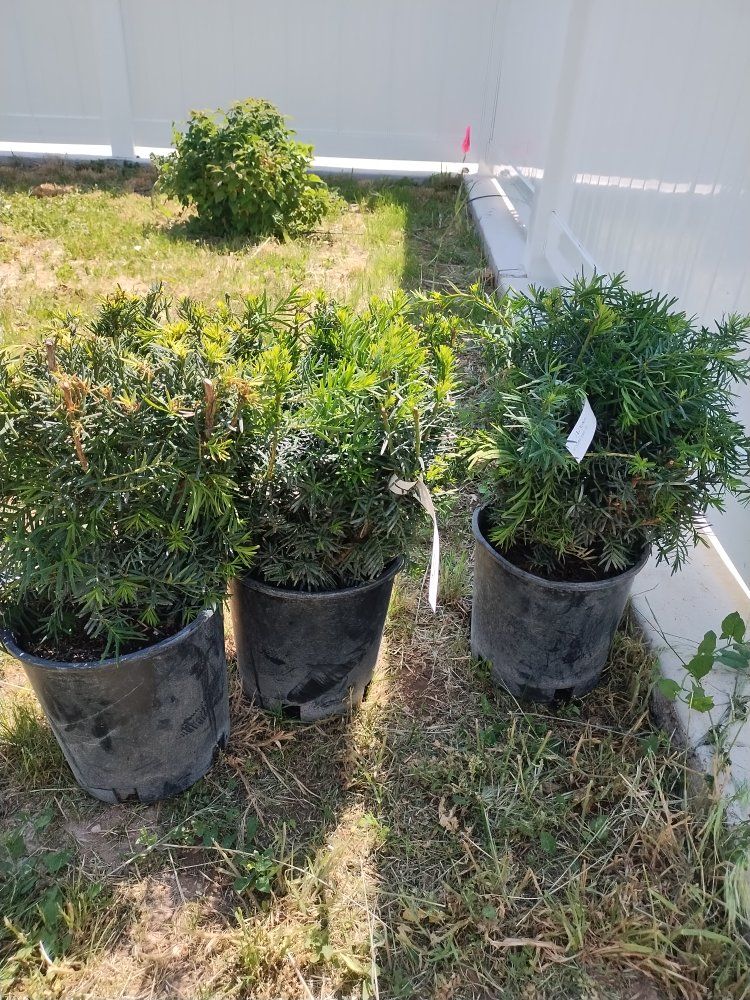 Densiformis Yew hedge plants