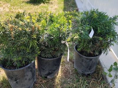 Densiformis Yew hedge plants