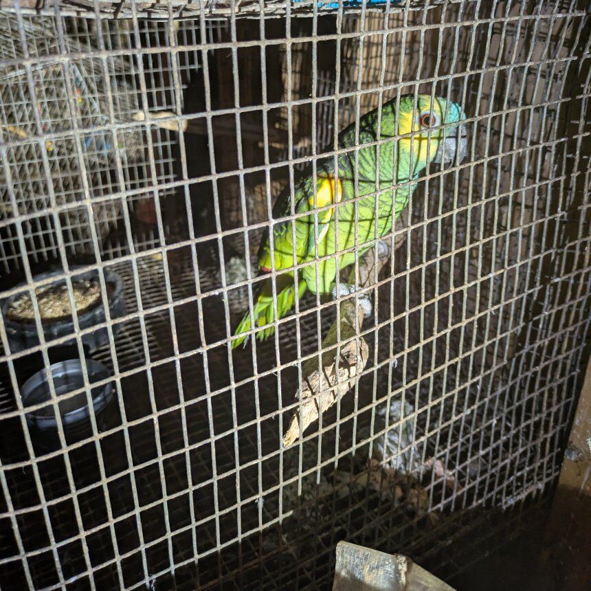 bluefront Amazon for sale