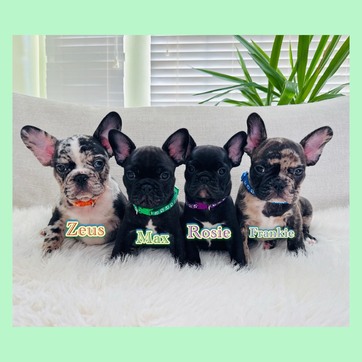 AKC French Bulldog Puppies