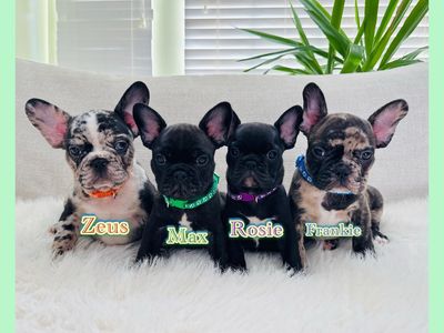 AKC French Bulldog Puppies