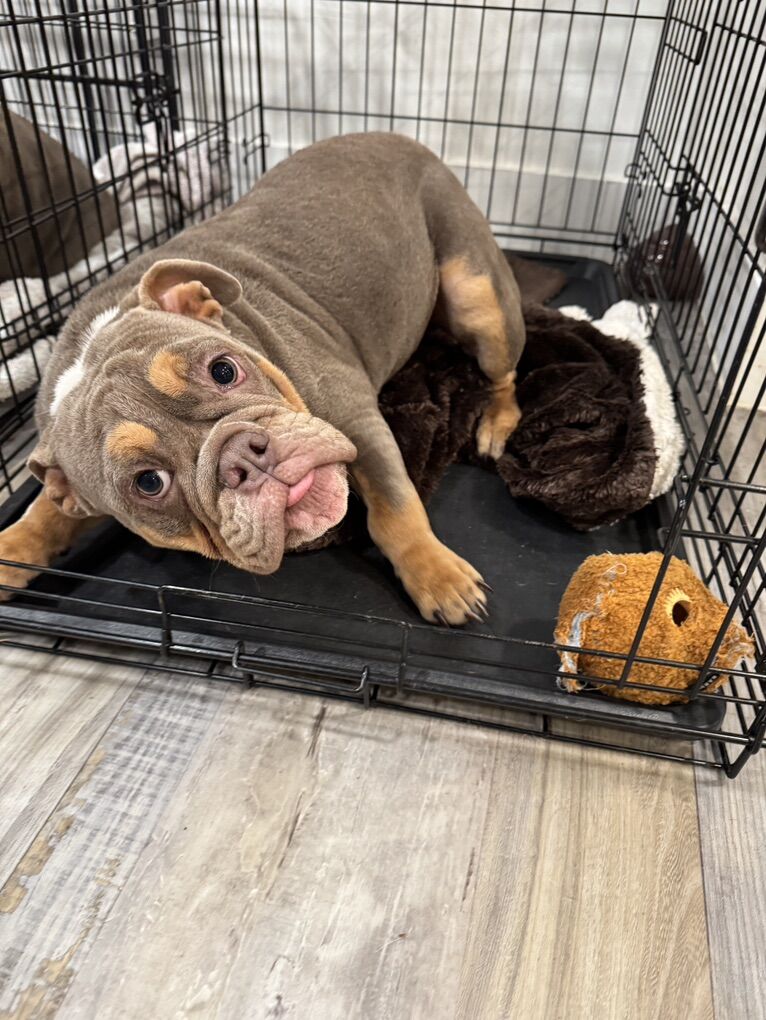 English Bulldog Puppy
