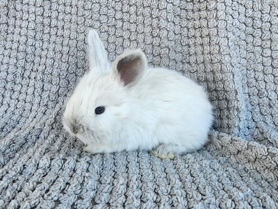 Purebred Lilac Ermine Buck English Angora