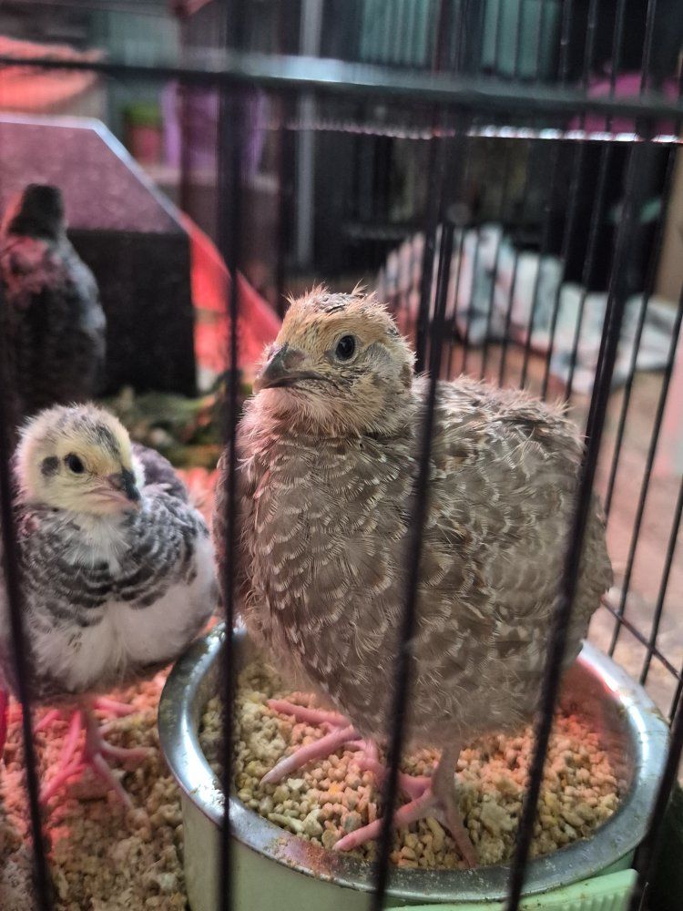 I hatch and raise Conturnix Quail