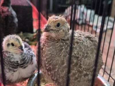I hatch and raise Conturnix Quail