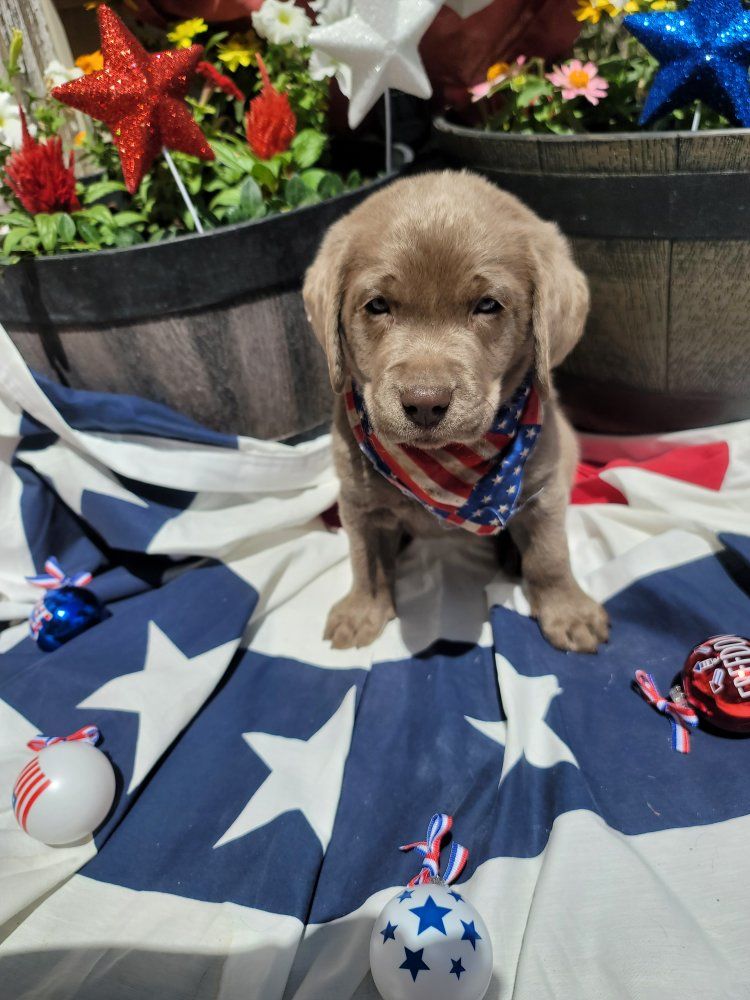 Adorable Silver Labrador Retriever Puppy.  8 weeks old