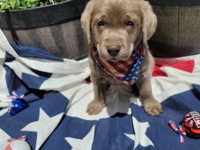 Adorable Silver Labrador Retriever Puppy. 8 weeks old