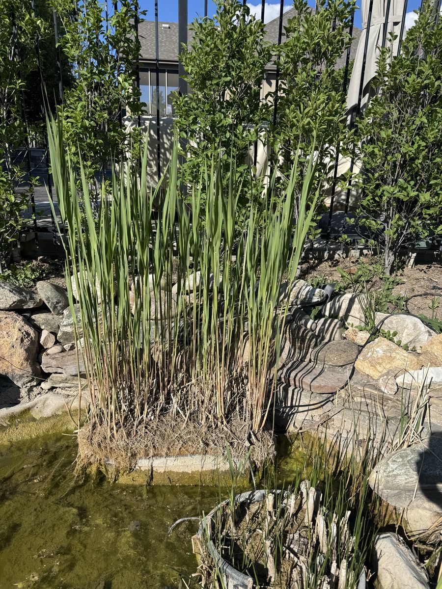 Pond plants and fish available