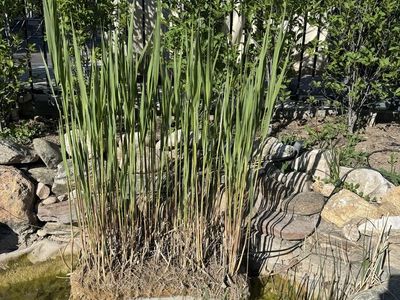 Pond plants and fish available