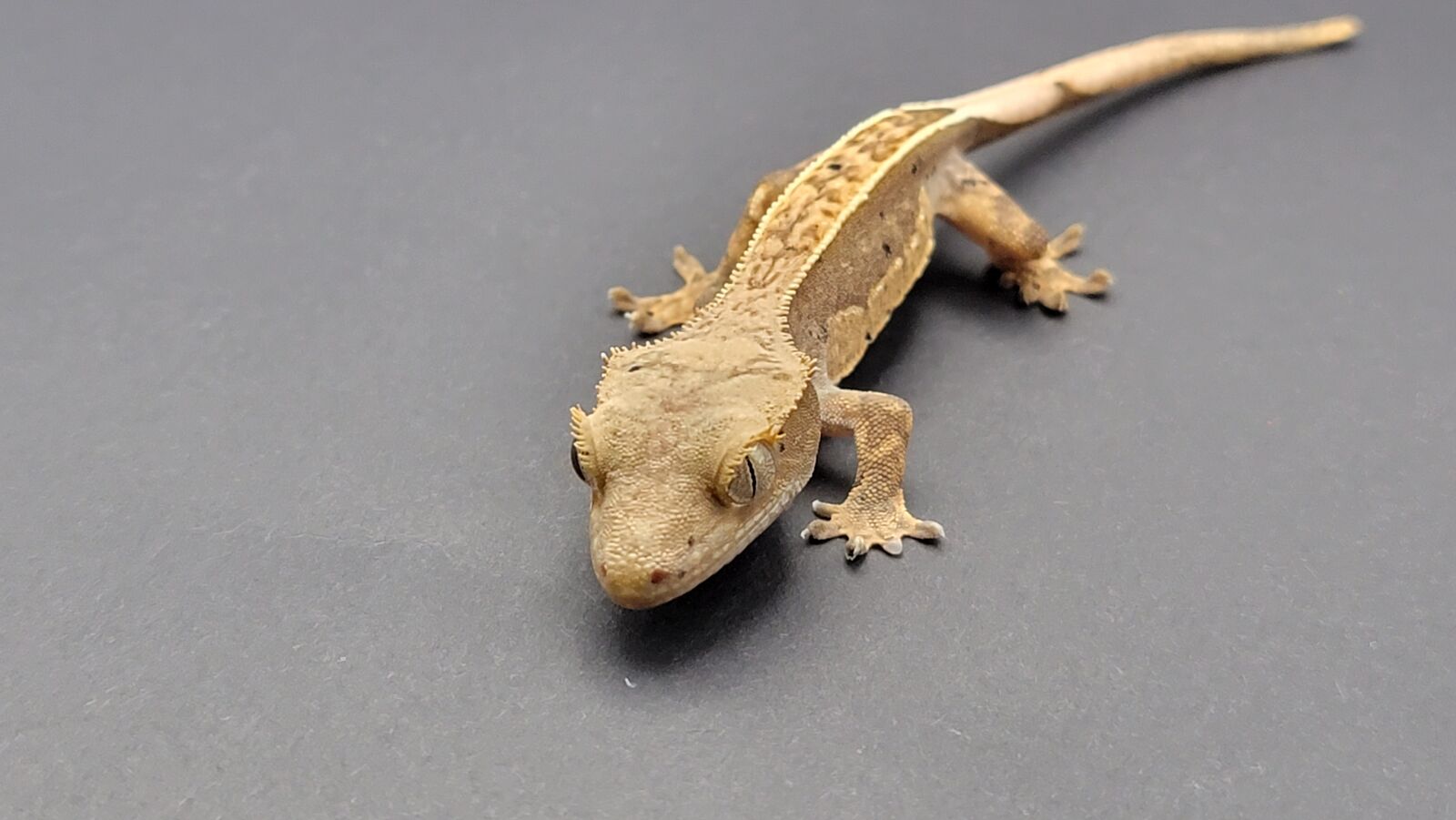 baby crested gecko