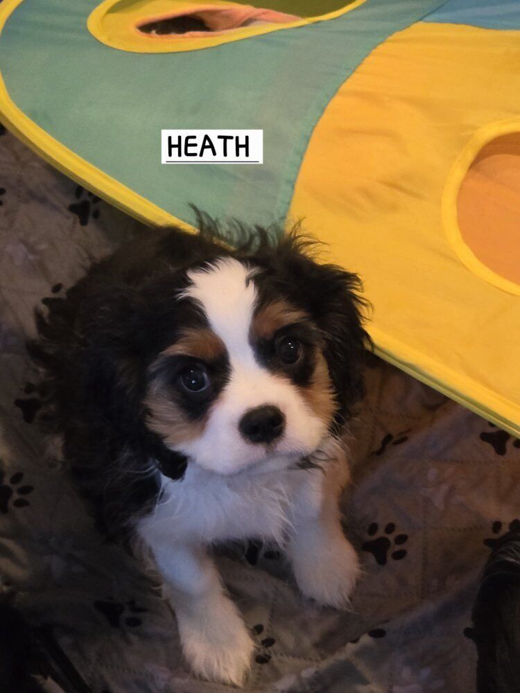 Cavalier King Charles Spaniel puppies-AKC