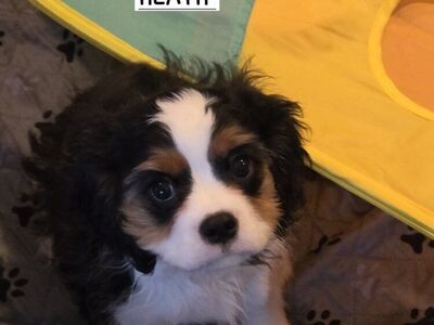 Cavalier King Charles Spaniel puppies-AKC