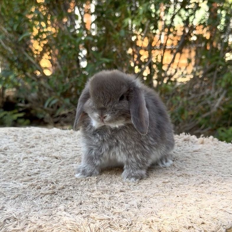 Holland Lop Buck