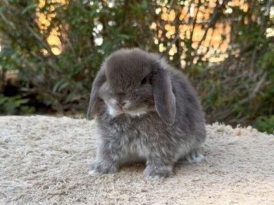 Holland Lop Buck