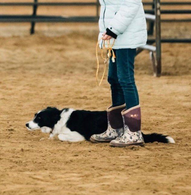 Papered border Collie pups