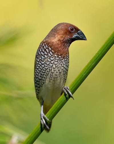 spice finch for sale