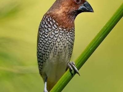 spice finch for sale