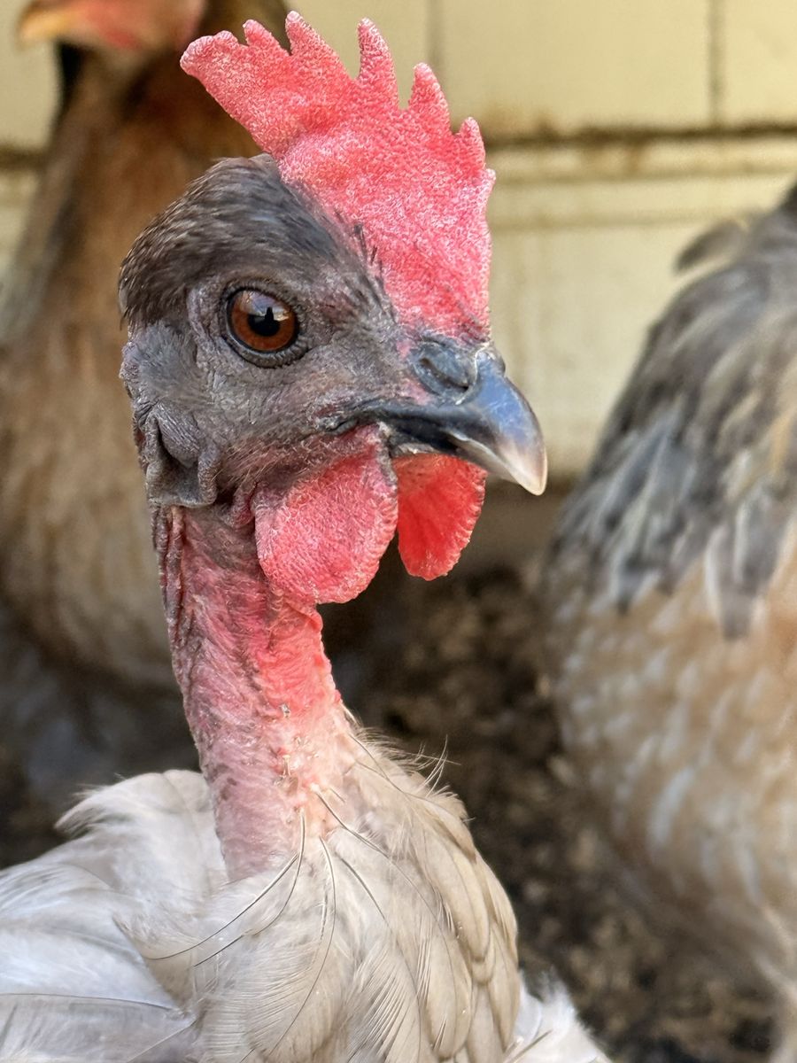 (5) First Year Laying Hens/Turkens for sale
