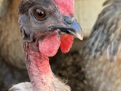 (5) First Year Laying Hens/Turkens for sale