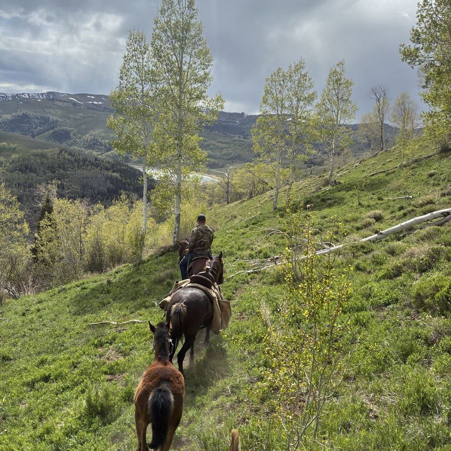Rocky Mountain gaited cross