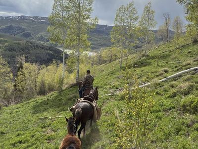 Rocky Mountain gaited cross