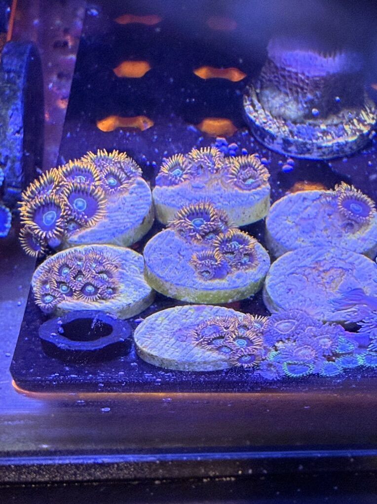 Rainbow Hornet Zoanthids FS