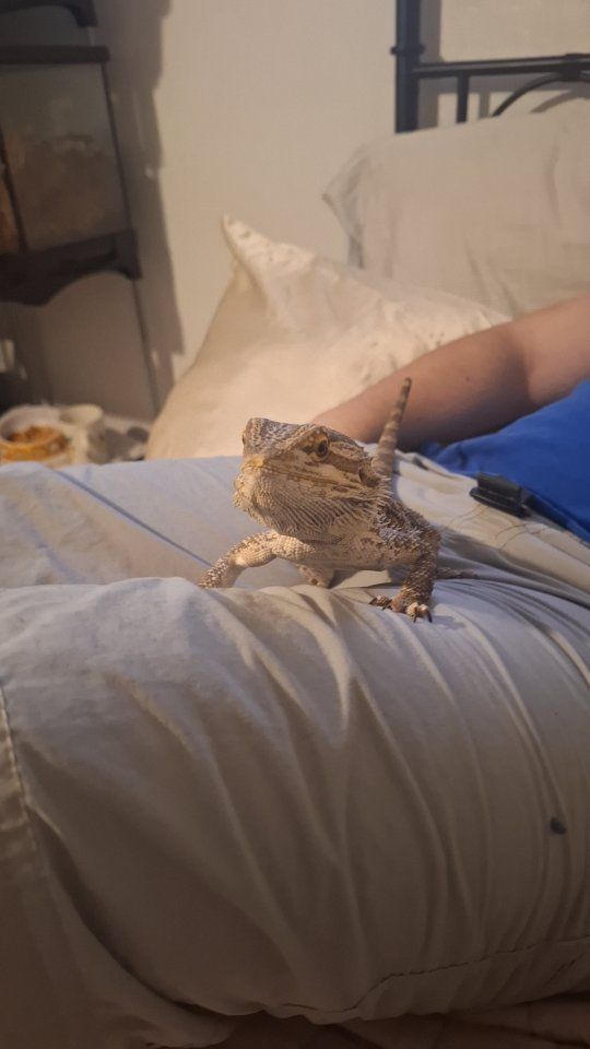 Male bearded dragon and tank