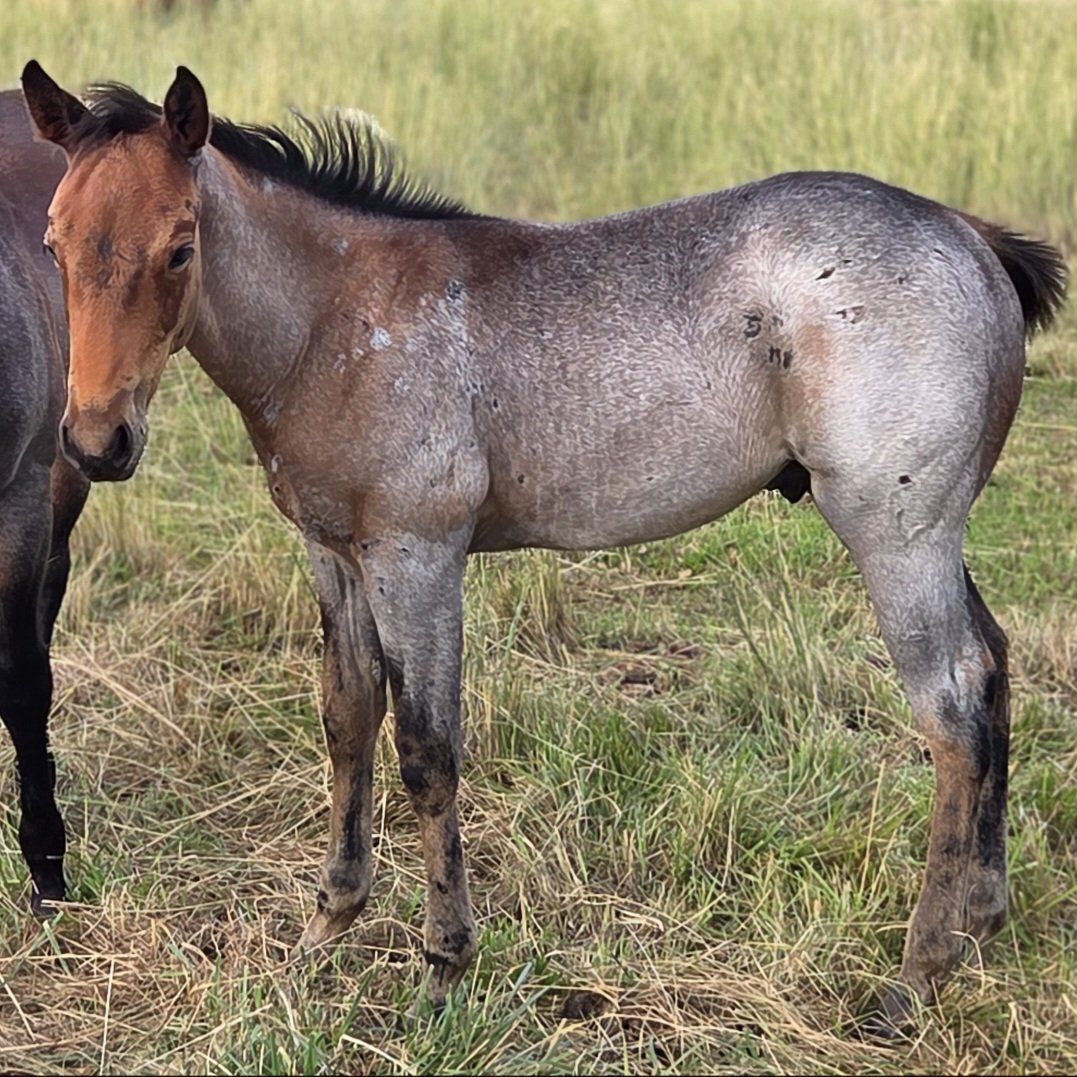 AQHA stud colt in TRADE for cow hay