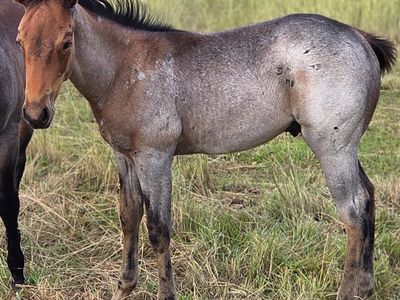 AQHA stud colt in TRADE for cow hay