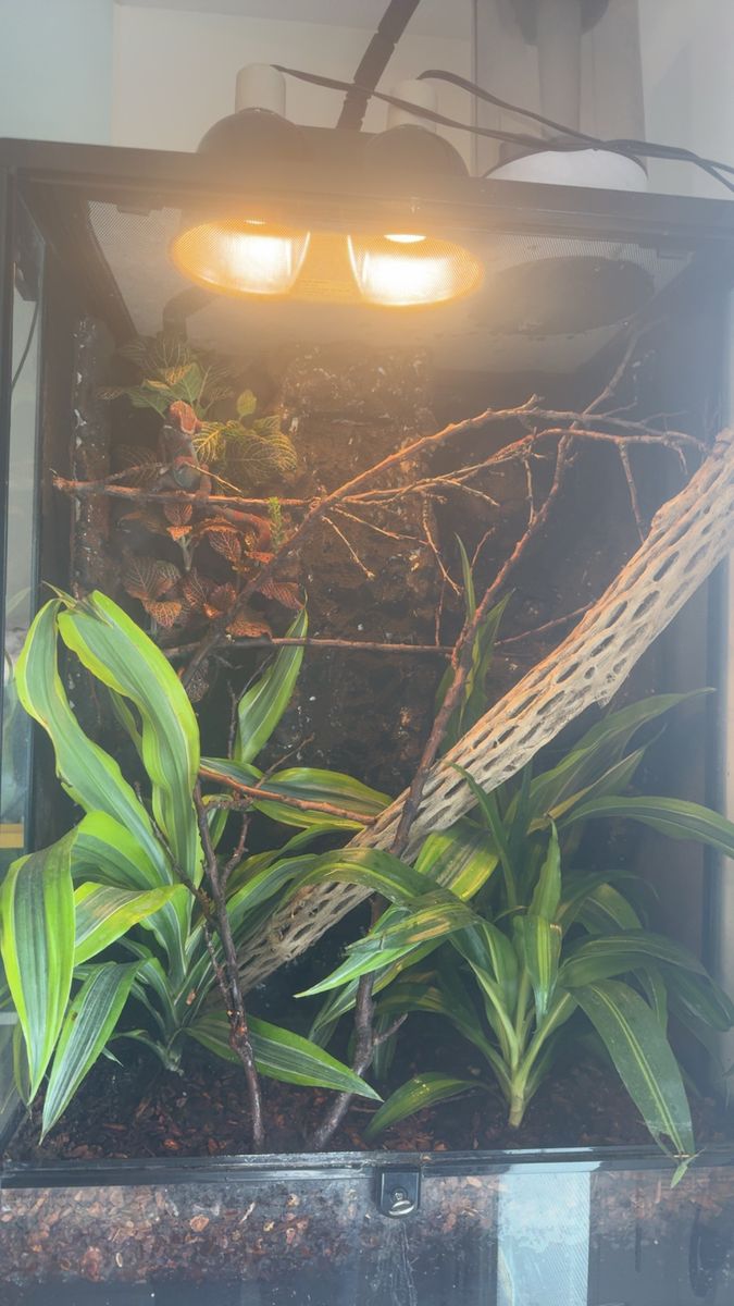 Panther Chameleon