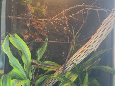 Panther Chameleon