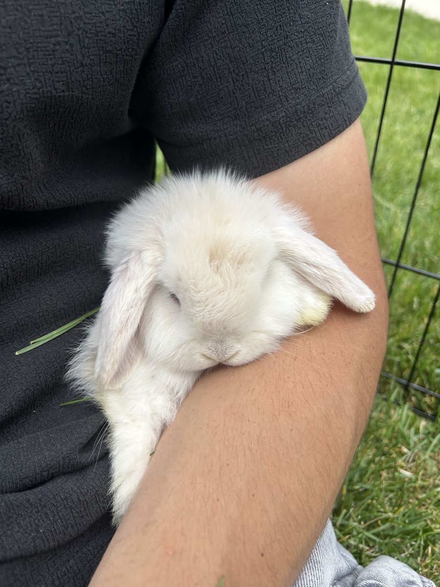 Holland lops