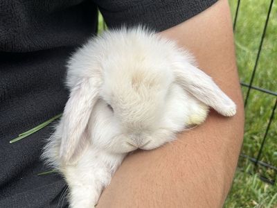 Holland lops