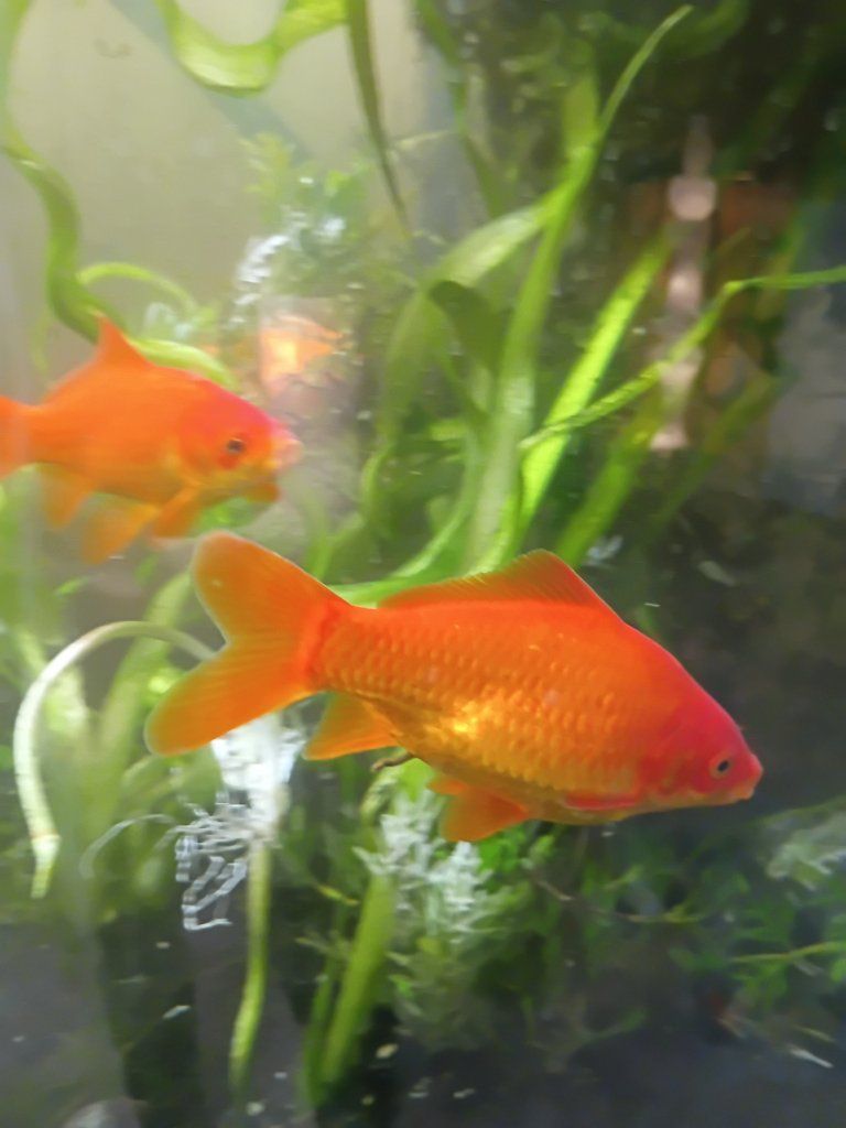 Healthy, active goldfish (common & fancy), platys, and guppies are ready for a new home. Raised in a clean, established setup, t